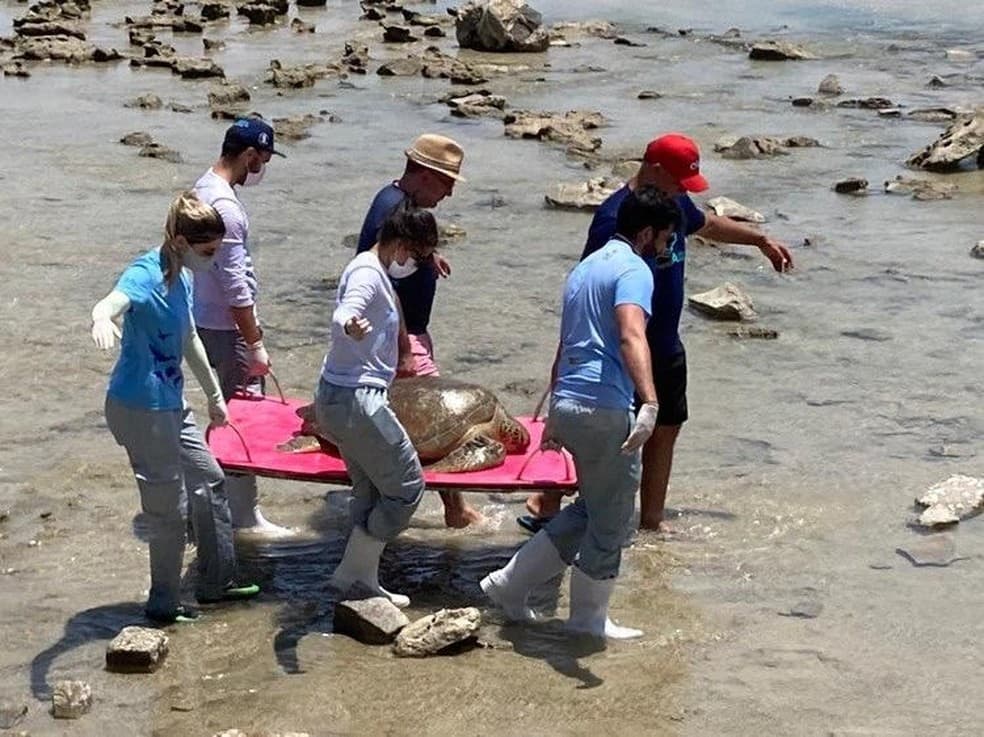 FOTOS: Duas tartarugas-verdes encalham e são resgatadas na Praia do Forte e em Barra do Cunhaú