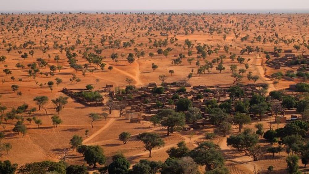 A incrível descoberta de centenas de milhões de árvores no deserto do Saara; entenda o que significa e a importância
