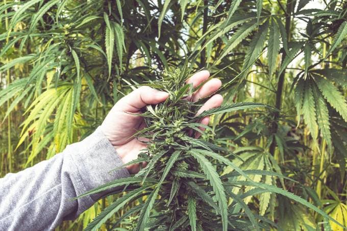 Argentina legaliza autocultivo de maconha para uso medicinal