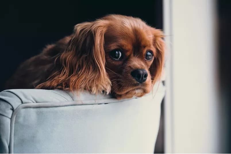 Veja dicas para amenizar o sofrimento de pets com a queima de fogos no Réveillon