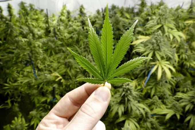 ONU aprova retirada da maconha de lista de drogas mais perigosas