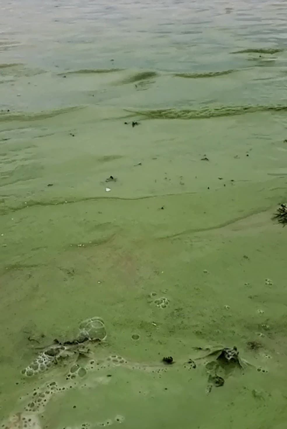 FOTO E VÍDEO: Mancha verde na água do mar assusta moradores e banhistas na praia de Tabatinga, no litoral sul potiguar