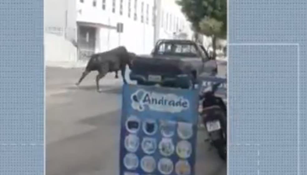 VÍDEO: Touro foge de matadouro e corre por ruas na cidade de Santa Cruz-RN
