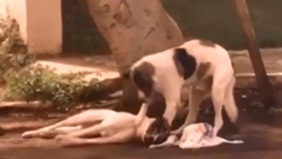 Cão atropelado é socorrido por outro até a chegada de ajuda no Ceará