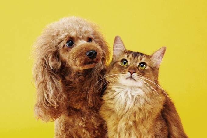 Pesquisa revela os nomes de cães e gatos mais comuns no Brasil em 2020