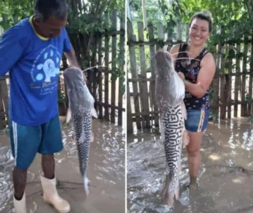 Mulher acha peixe de 12 kg no quintal após enchentes no Acre: ‘almoço da família'