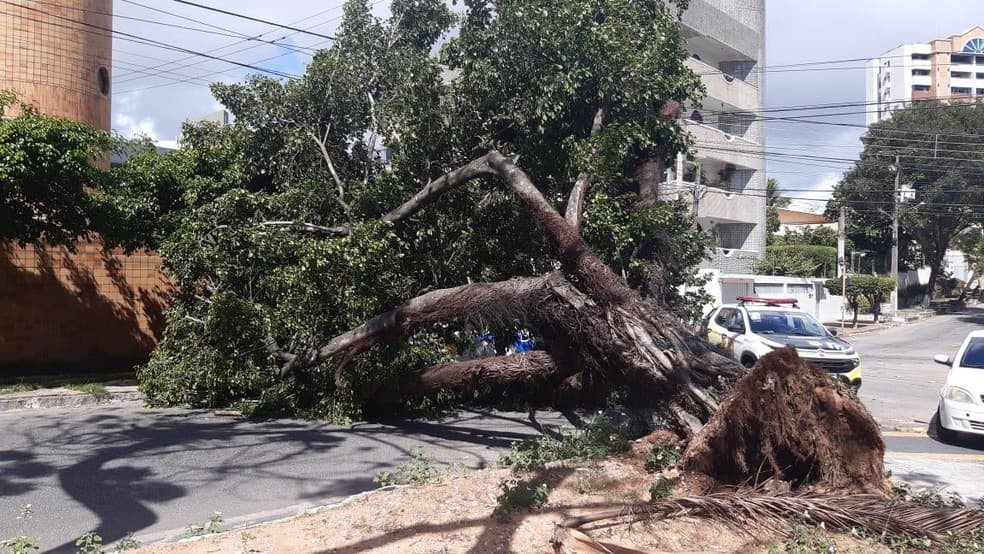 FOTOS: Árvore cai, atinge táxi e interdita cruzamento de ruas na Zona Sul de Natal