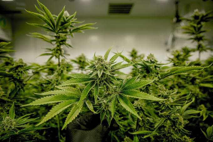No Colorado-EUA, plantações de maconha emitem mais carbono que minas de carvão