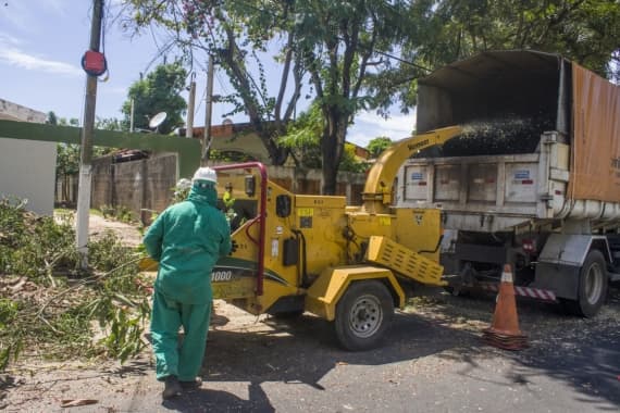 Prefeitura avalia risco de queda de árvores em Natal durante período chuvoso; saiba como comunicar dano ou ameaça