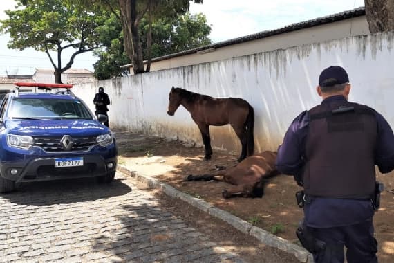 FOTO: Cavalos vítimas de maus-tratos são resgatados na Cidade da Esperança, em Natal; saiba como denunciar