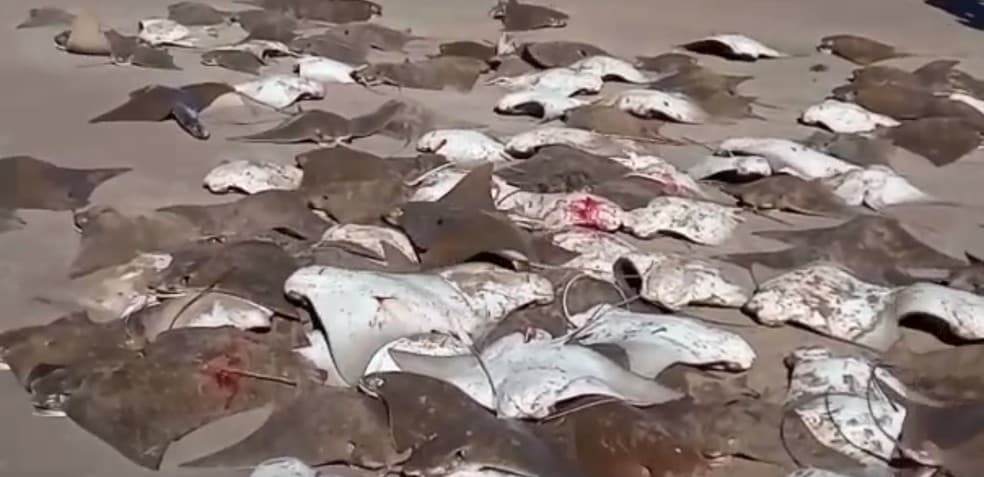 VÍDEO: Arrastão de toneladas de arraias surpreende pescadores na praia de Galinhos-RN