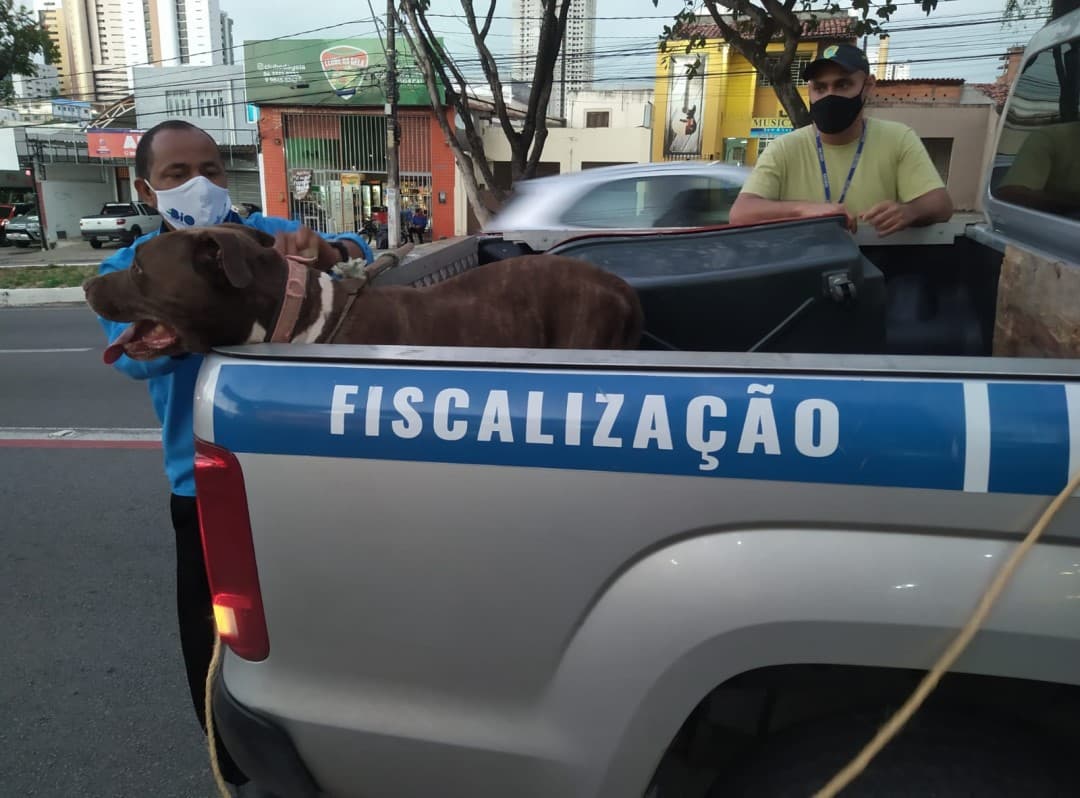 FOTO: Cães da raça pitbull em condições de maus tratos são resgatados de imóvel em Natal
