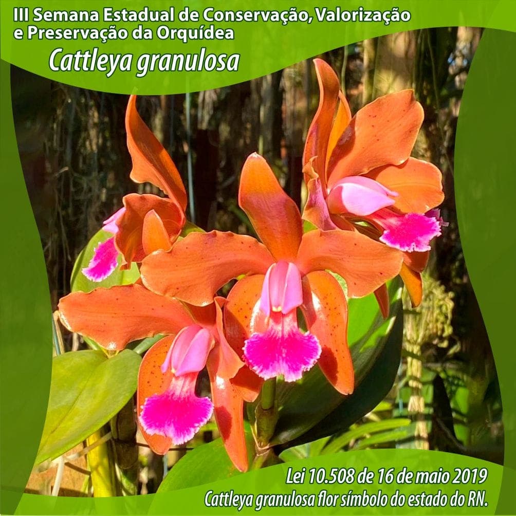 Procuradora e fotógrafa Leila Cunha Lima, e proprietário de orquidário em Pium,  Édison Matos, fazem projeto por preservação da Cattleya granulosa, flor símbolo do RN
