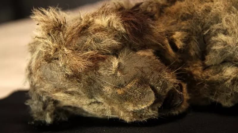FOTOS: Filhote de leão-das-cavernas de 28 mil anos é encontrado praticamente intacto
