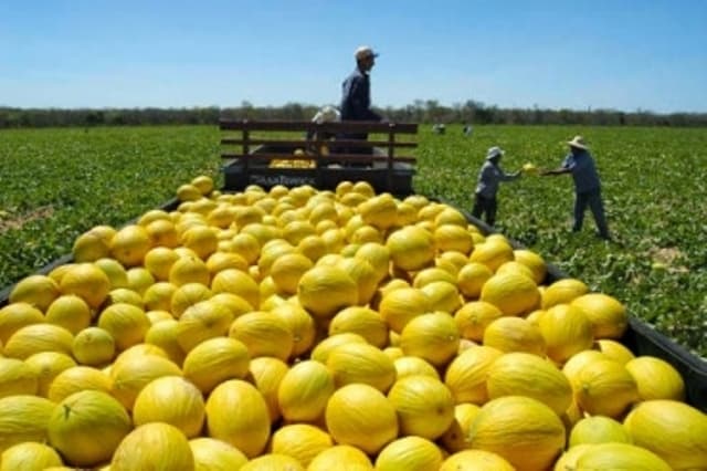 RN deve exportar 300 mil toneladas de frutas este ano