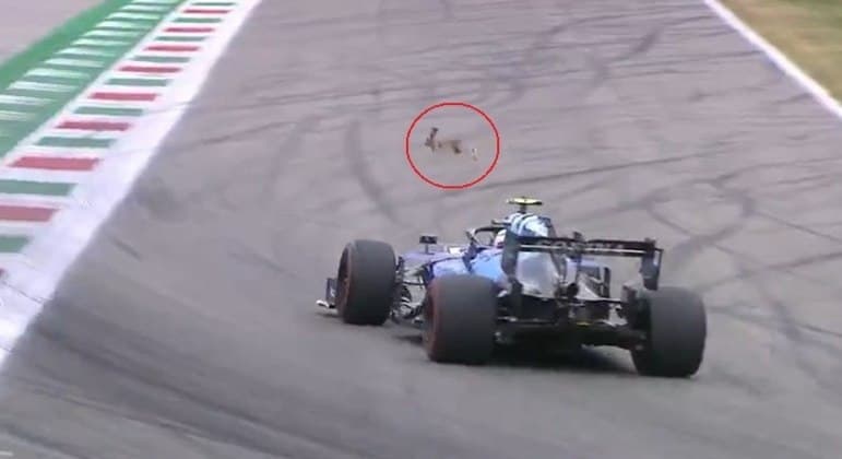 VÍDEO: Coelho escapa por um triz de ser atropelado na Fórmula 1