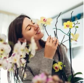 Saiba quais flores e plantas podem estimular ou sugar energia da casa, segundo o Feng Shui