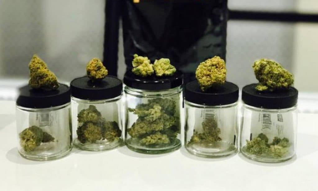 Indústria da maconha já tem mais trabalhadores que dentistas e médicos nos EUA, diz estudo