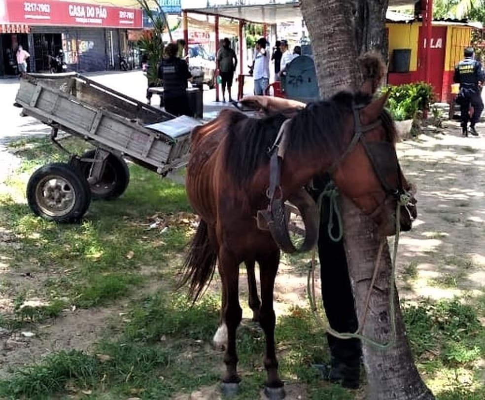 Homem é preso em flagrante por maus-tratos a cavalo em Natal