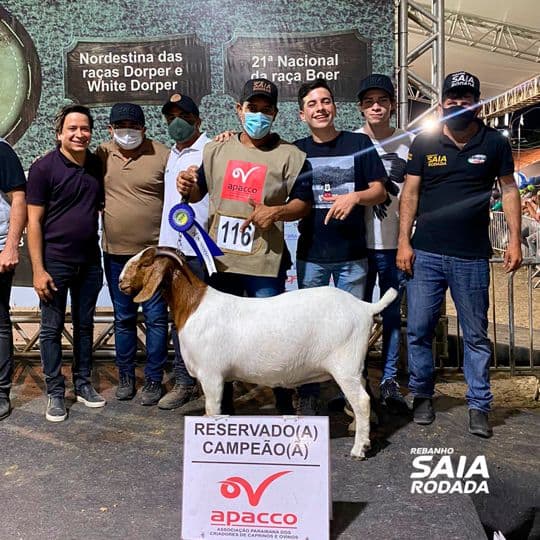 Rebanho Saia Rodada do RN ganha prêmio nacional de melhor criador e expositor nacional Boer 2021