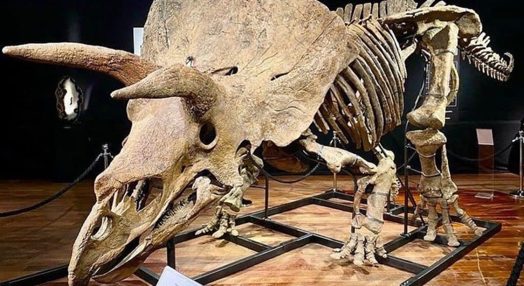 ‘Big John', maior triceratops conhecido, é leiloado por R$ 50 milhões