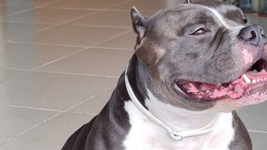 Cachorro não é mala: pet que morreu em voo passou mais de 7 horas confinado em compartimento de carga