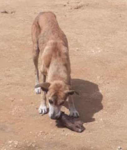 Cachorro é flagrado carregando um pé humano na zona rural de Fernando Pedroza