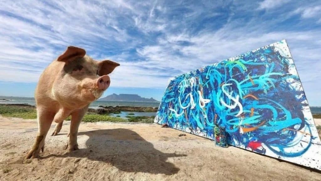 Salva de abatedouro, porca pintora conhecida como ‘Pigcasso' vende quadro por R$ 150 mil