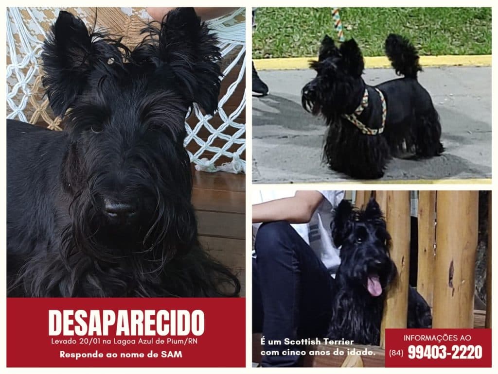 Cachorro da raça Scottish Terrier foi levado na Lagoa Azul de Pium e está desaparecido; entre em contato se tiver informações