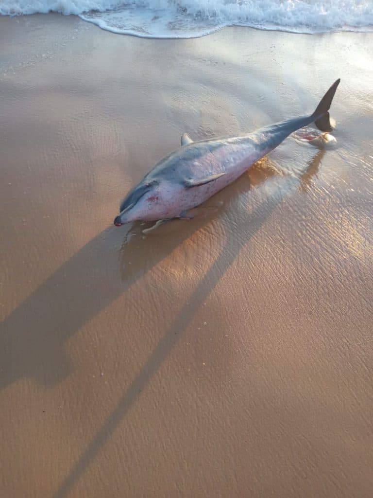 VÍDEO E FOTO: Golfinho é encontrado na praia dos Artistas e resgatado pelos Bombeiros