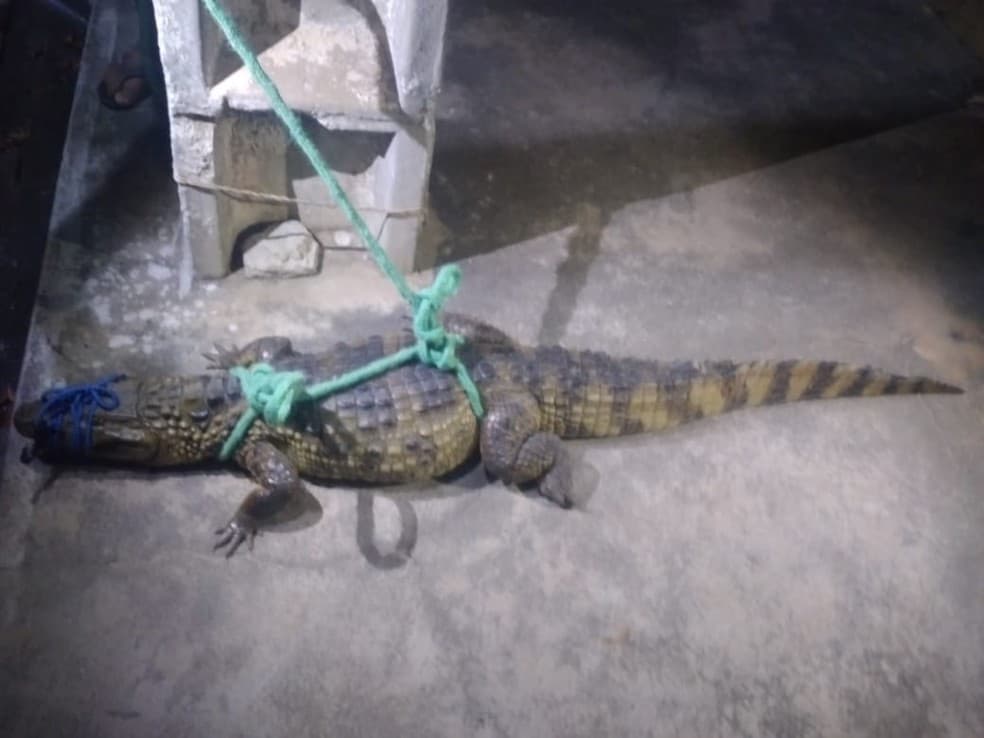 Jacaré de quase 2 metros é encontrado ‘passeando' no centro de interior do RN