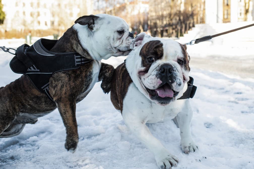DECISÃO INÉDITA: Noruega proíbe criação de Bulldog Inglês e Cavalier Spaniel para poupar sofrimento dos animais