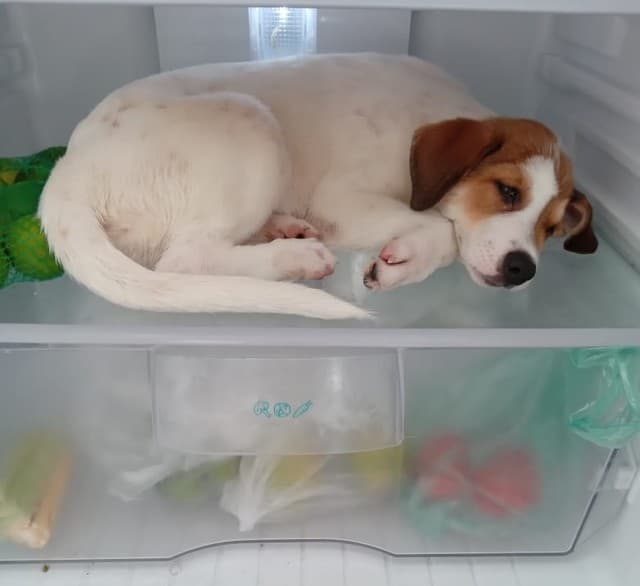 [VÍDEO] TÁ QUENTE! Cachorra viraliza ao ‘invadir' geladeira para fugir do calor