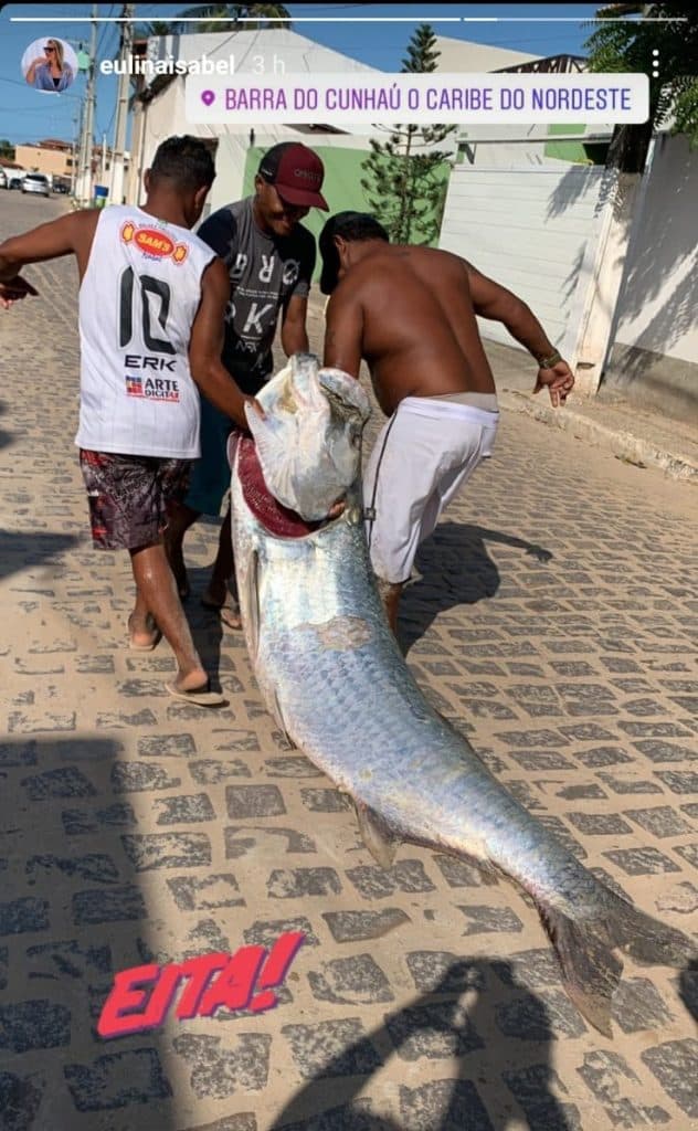 [FOTO] INCRÍVEL: Camurupim de 80 kg é pescado em Barra do Cunhaú