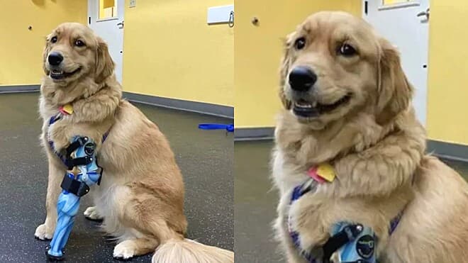 Cão golden retriever sorri ao receber perna protética e foto conquista internautas