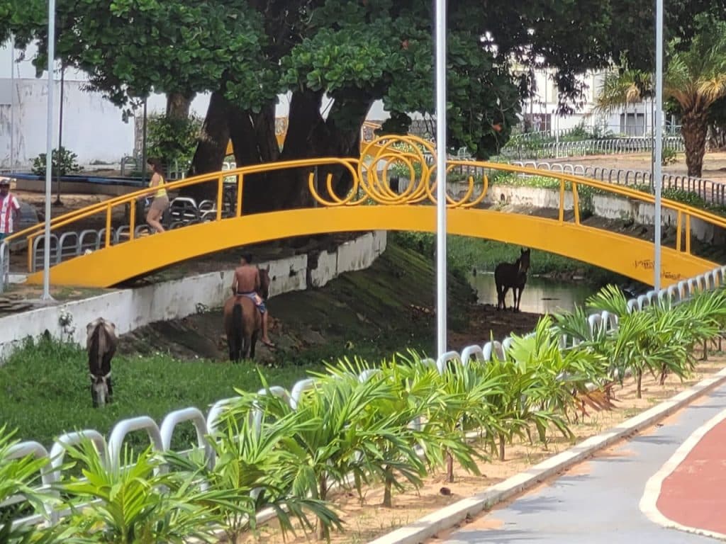 [FOTOS] Praça virou ‘haras': Cavalos são colocados para pastar no Baldo