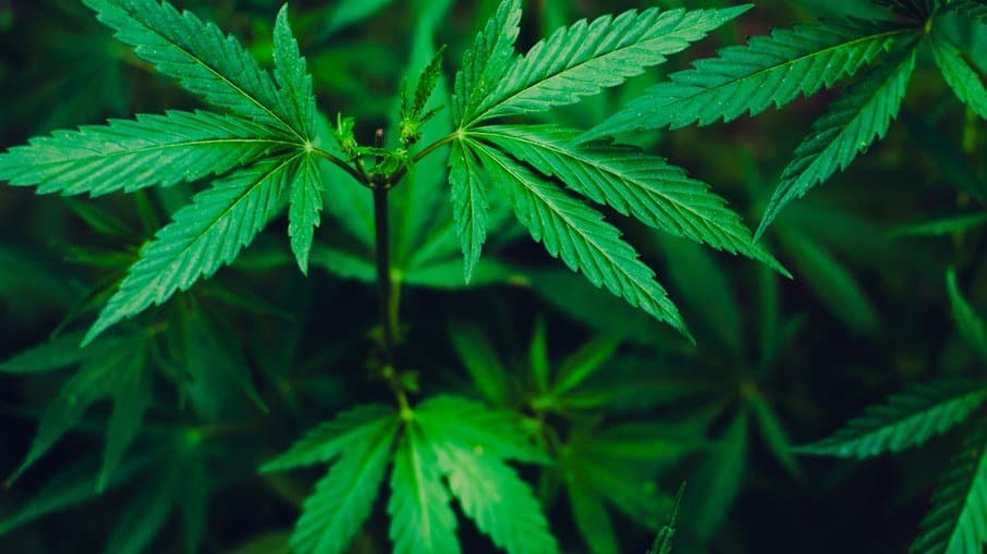 Fumar maconha acelera o envelhecimento, diz novo estudo