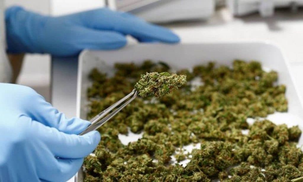 Canabidiol, composto da maconha, está sendo testado no tratamento de pelo menos 20 doenças