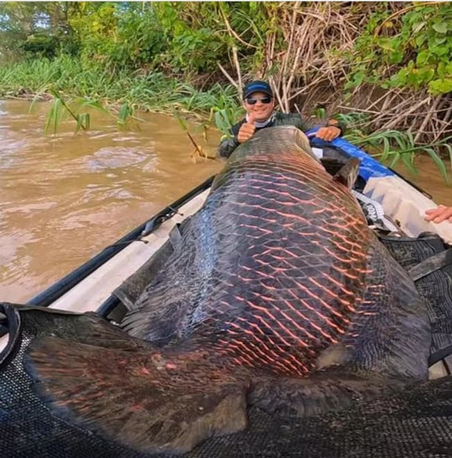 Pescadores fisgam peixe de mais 2 metros e 100 kg: ‘foi uma sensação incrível'