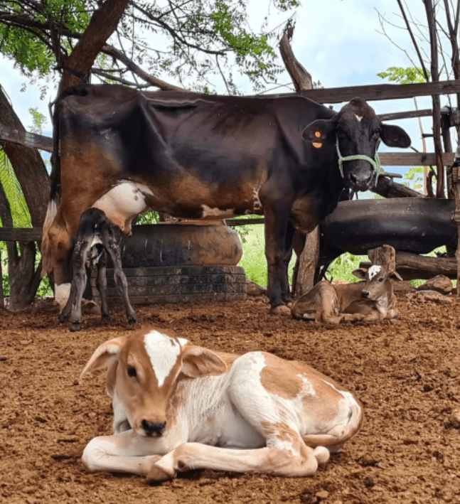 Vaca dá à luz três bezerros de uma só vez no interior do RN; caso acontece em 1% dos partos do animal