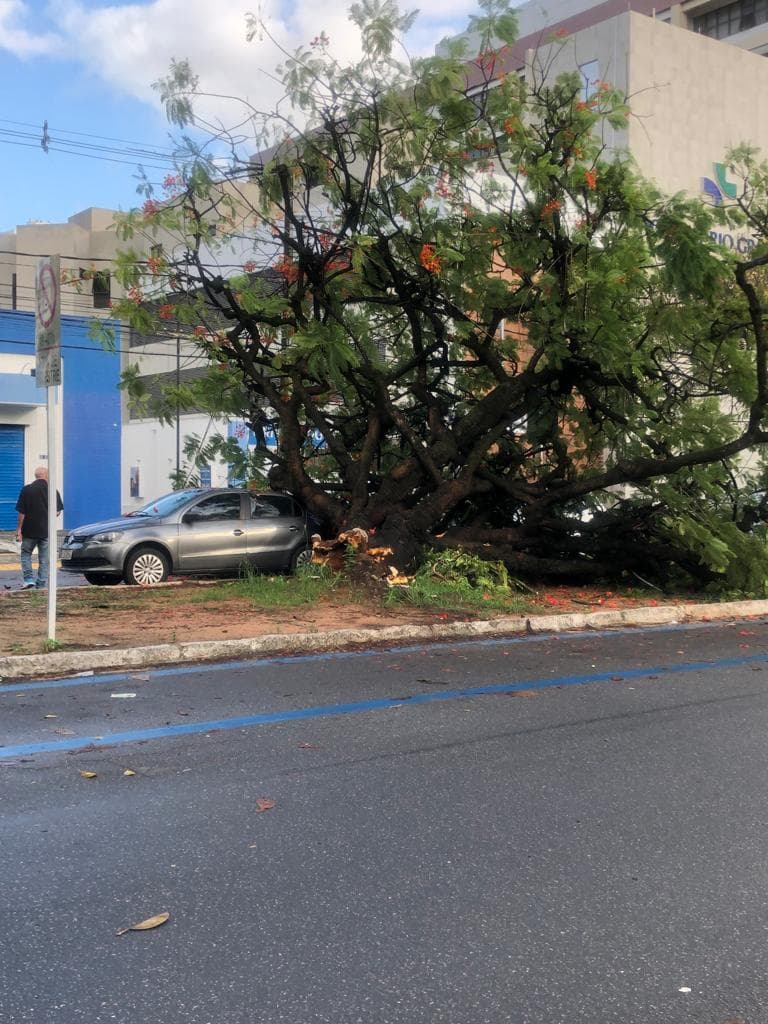 FOTO: Árvore cai e atinge carro na Afonso Pena