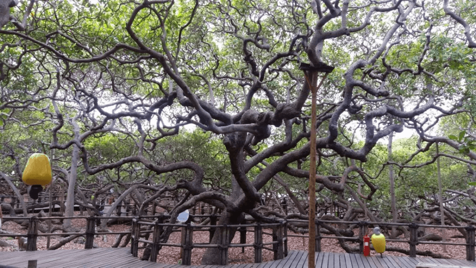 Parque das Dunas e Cajueiro normais durante a Semana Santa