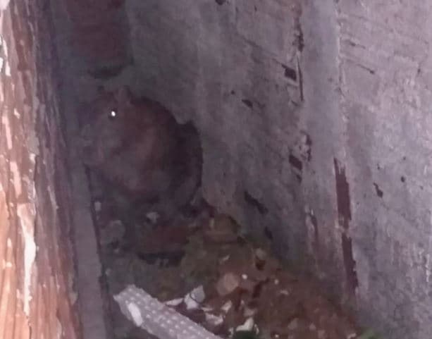 VÍDEO: Morador de Barra de Cunhaú recebe ‘visita' de uma capivara
