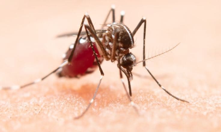 Pesquisadores usam inteligência artificial para prever casos de dengue em Natal