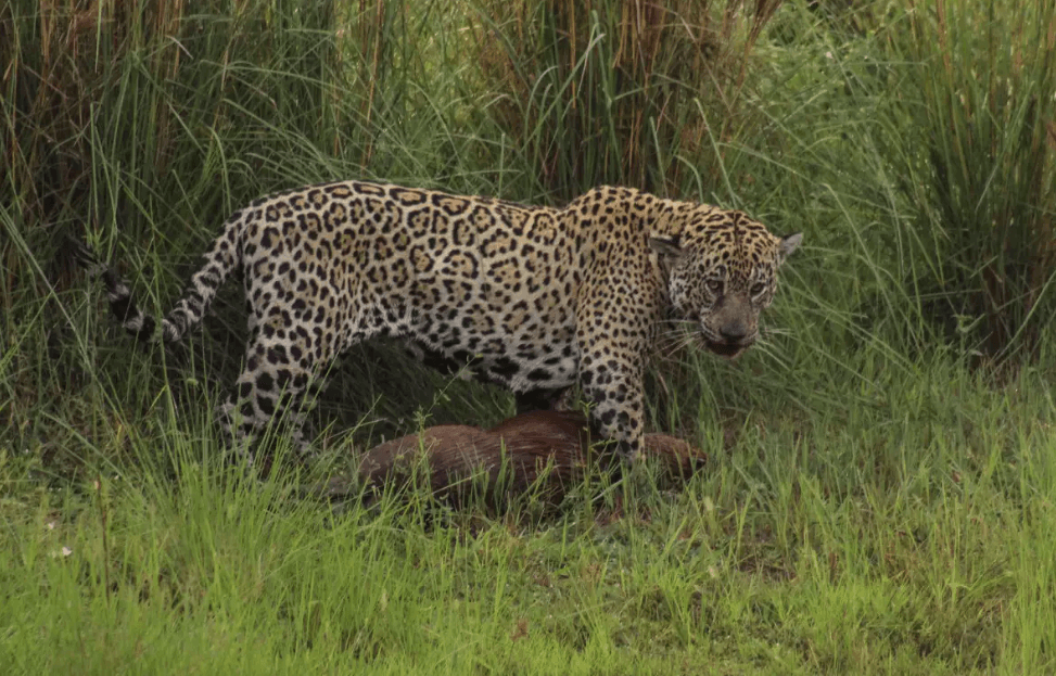 Onça-pintada é ‘cancelada' após caçar capivara no Pantanal, e biólogo diz: ‘perderam a noção da vida na natureza'