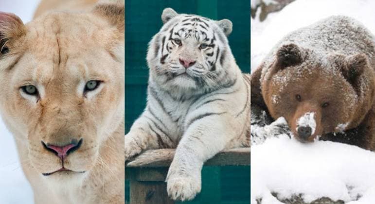 Mais de 6.000 animais devem ser sacrificados por zoológico ucraniano por causa da guerra