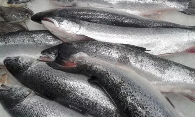 Procon encontra aumento de até 16% no preço dos pescados para a Semana Santa em Natal