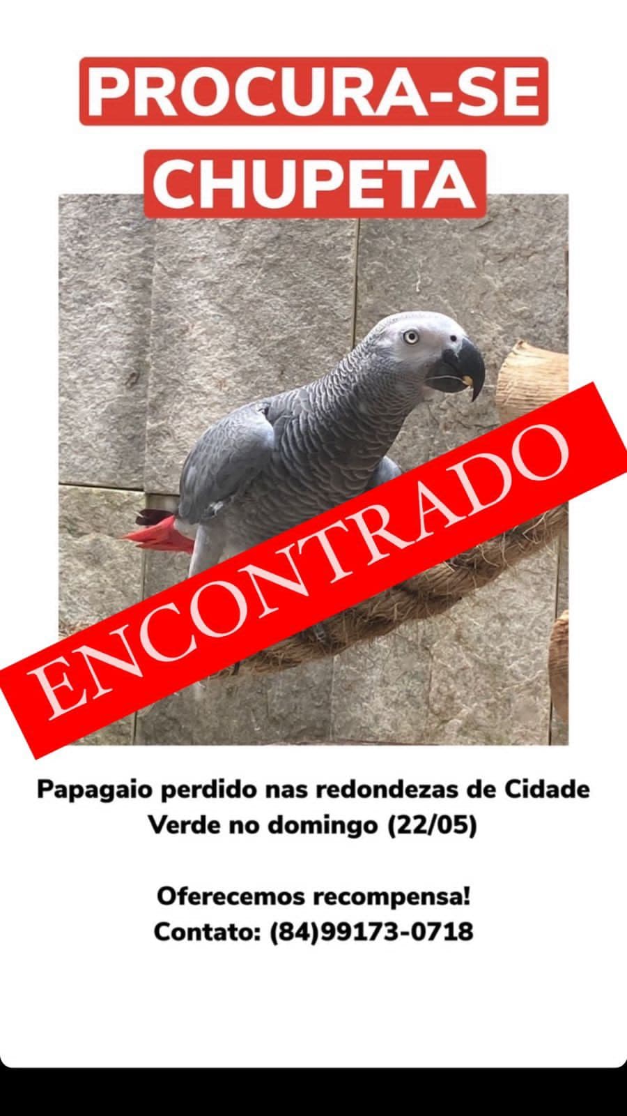 FINAL FELIZ: Dono do papagaio desaparecido encontra o animal