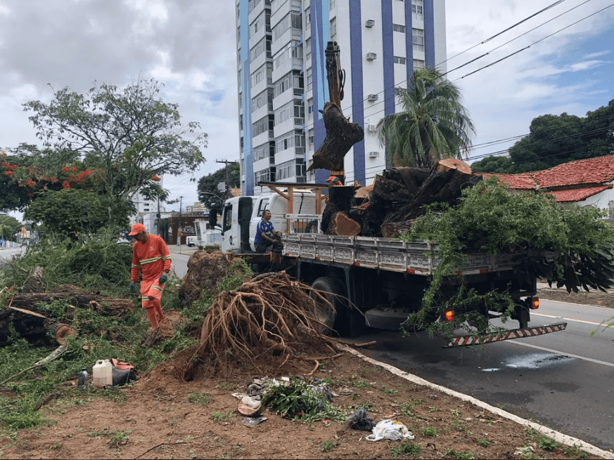 Cerca de 30 árvores caíram em menos de cinco meses em Natal, diz Semsur