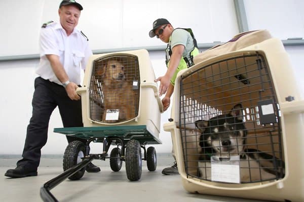 ‘É incabível que empresas aéreas considerem os animais como objetos', diz juiz